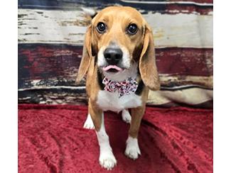 Enlarge Bingo, a Adoptable Beagle in New Boston, NH image 2/2