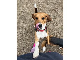 Enlarge Bingo, a Adoptable Beagle in New Boston, NH image 3/3