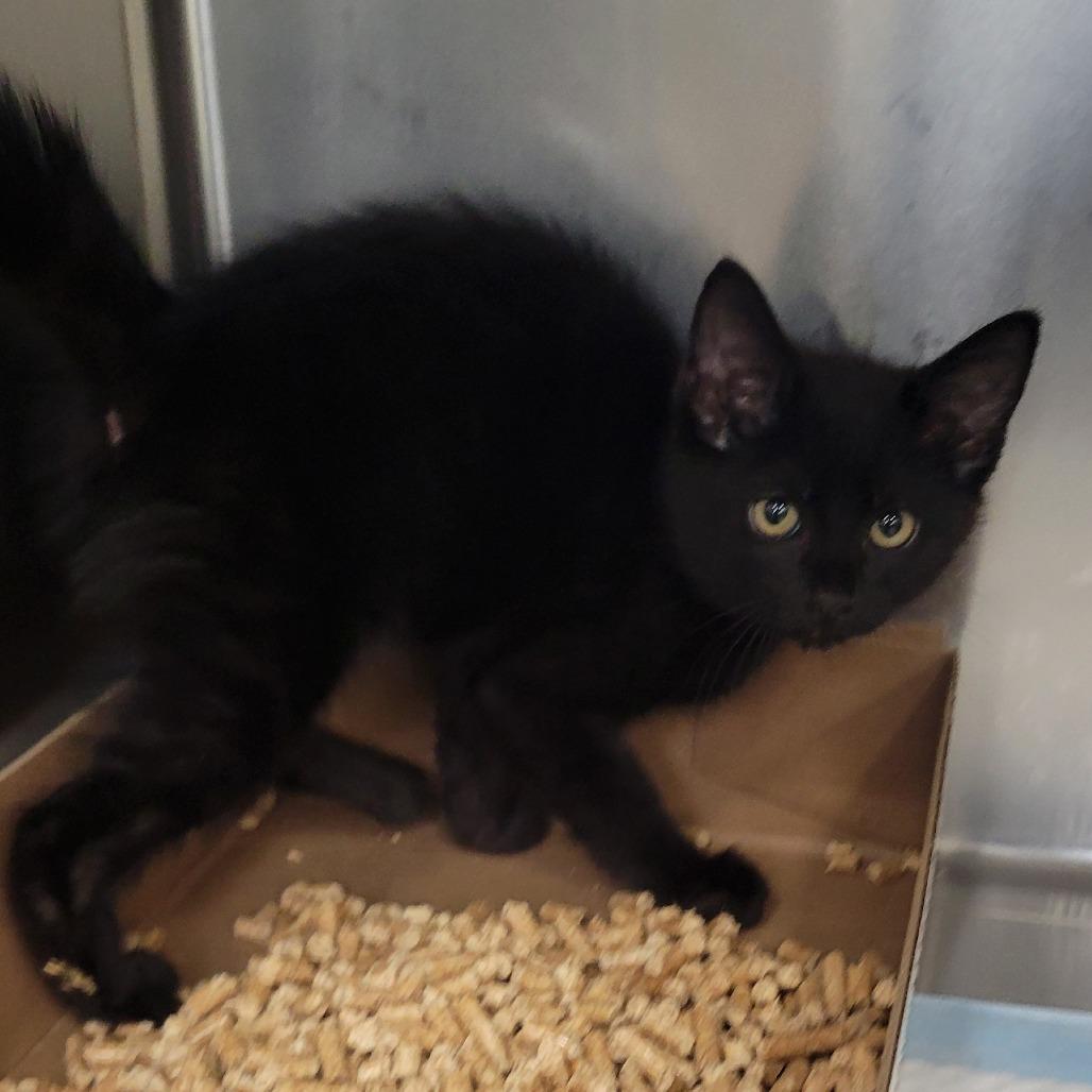 Grandville, Adoptable, Kitten Male Domestic Short Hair.