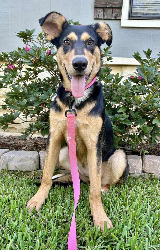 Enlarge Maggie, a Adoptable Shepherd in New Bedford, MA image 1/5