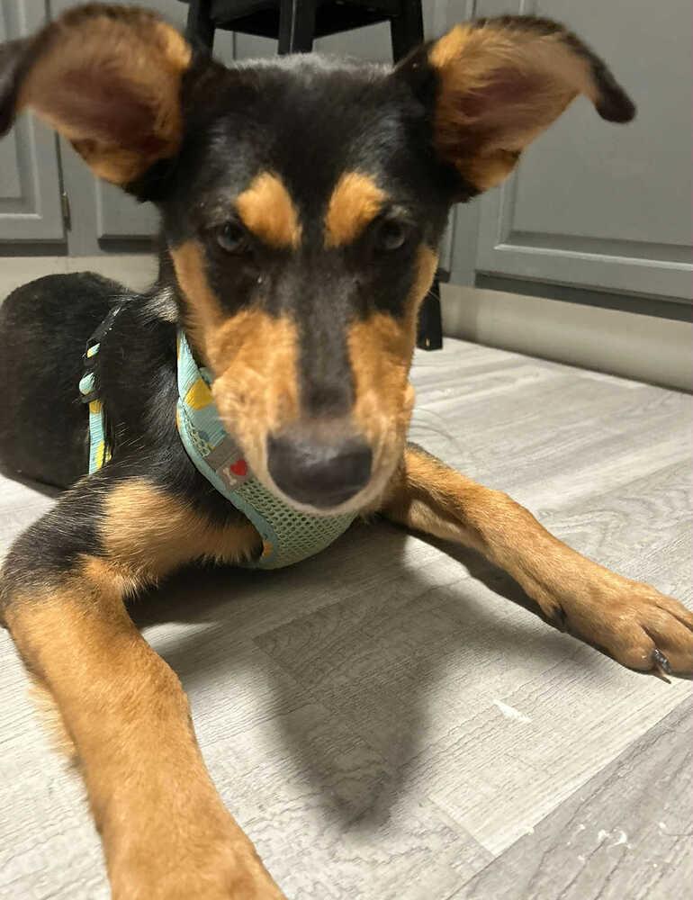 Enlarge Maggie, a Adoptable Shepherd in New Bedford, MA image 2/5