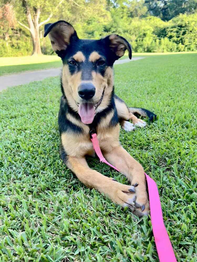 Enlarge Maggie, a Adoptable Shepherd in New Bedford, MA image 3/5