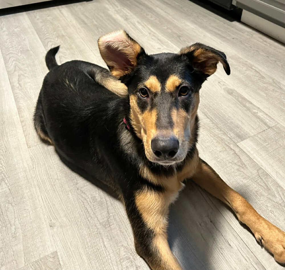 Enlarge Maggie, a Adoptable Shepherd in New Bedford, MA image 4/5