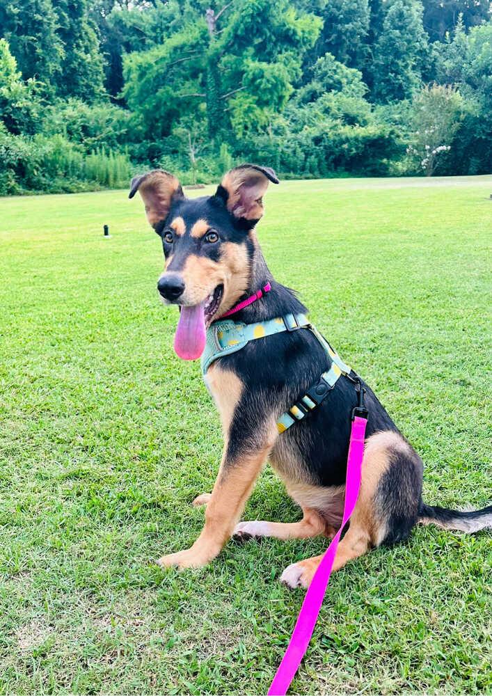 Enlarge Maggie, a Adoptable Shepherd in New Bedford, MA image 5/5