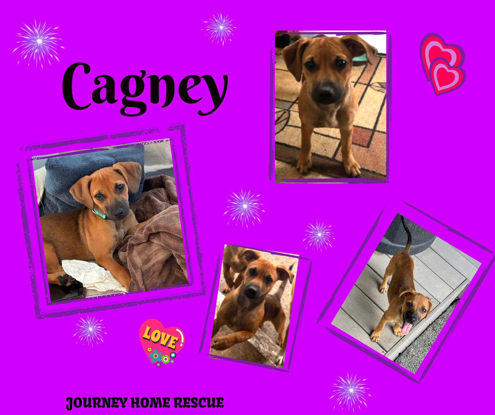 Cagney, ADOPTABLE, Young Female Chihuahua.