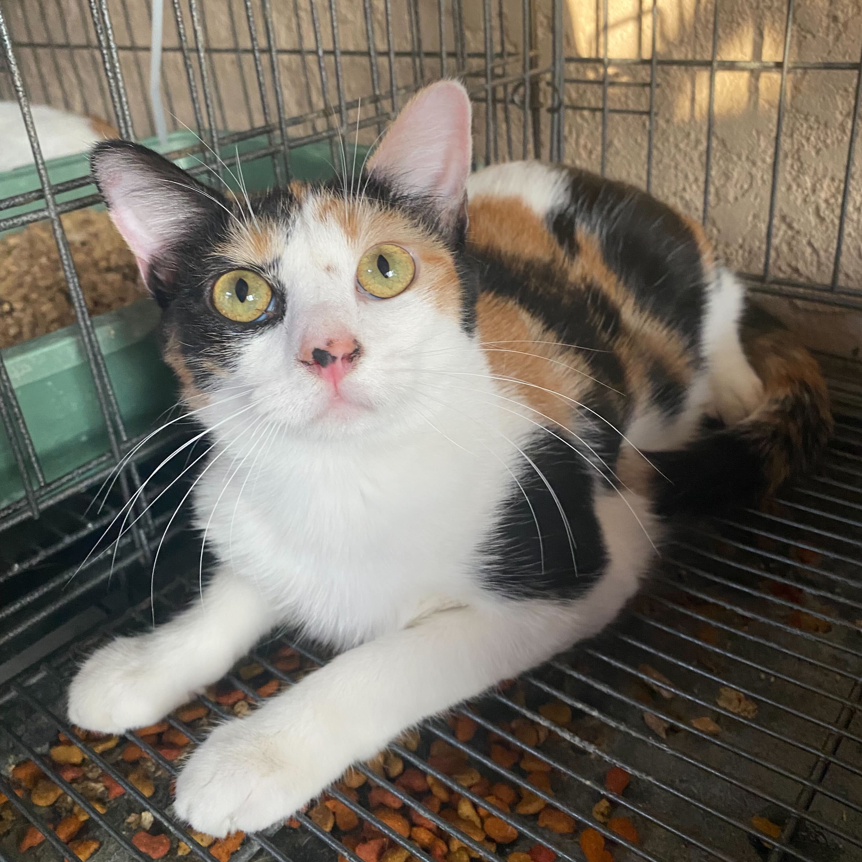 Cat for adoption Starla, a Calico in Las Cruces, NM Petfinder