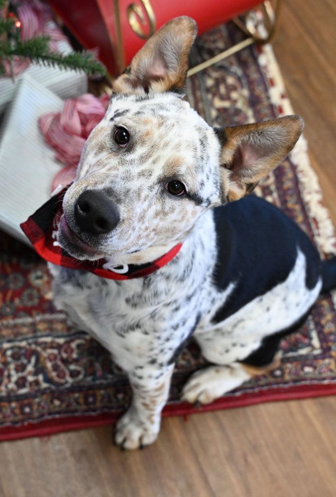 Enlarge Orion, a Adoptable mixed breed in Christiansburg, VA image 1/4