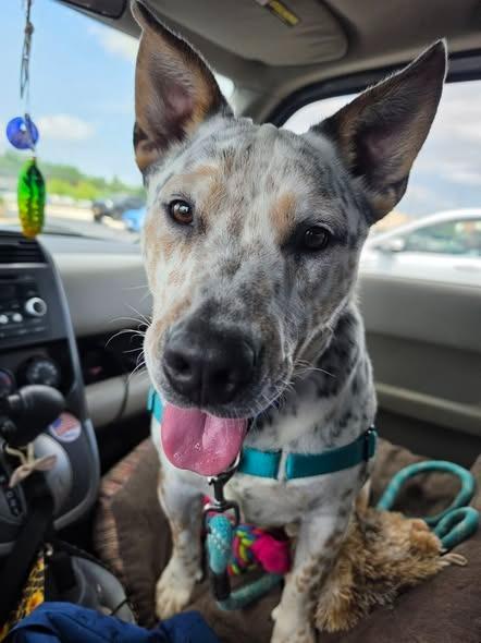 Enlarge Orion, a Adoptable mixed breed in Christiansburg, VA image 2/4
