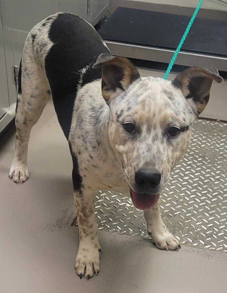 Enlarge Orion, a Adoptable mixed breed in Christiansburg, VA image 3/4