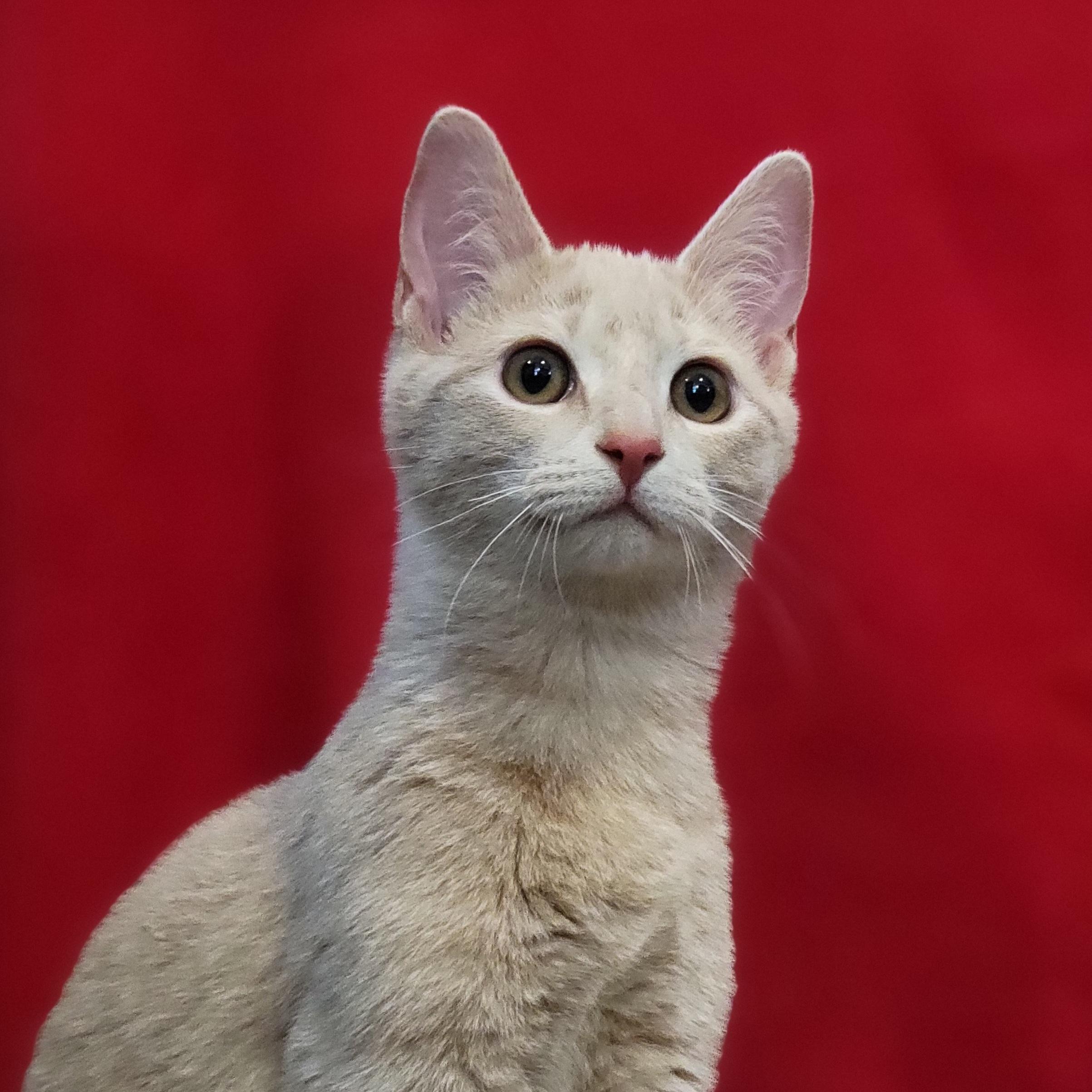 Harry and Sally - Bonded Pair, an adopted Domestic Short Hair in Swartz Creek, MI image 5/6