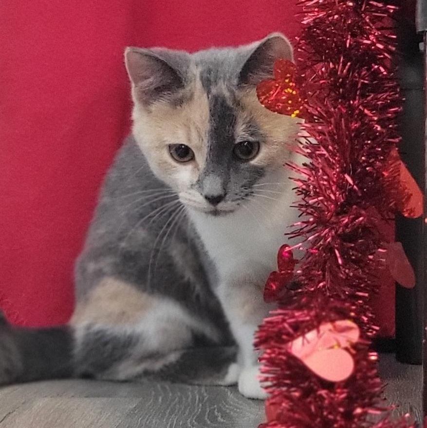 Harry and Sally - Bonded Pair, an adopted Domestic Short Hair in Swartz Creek, MI image 3/6