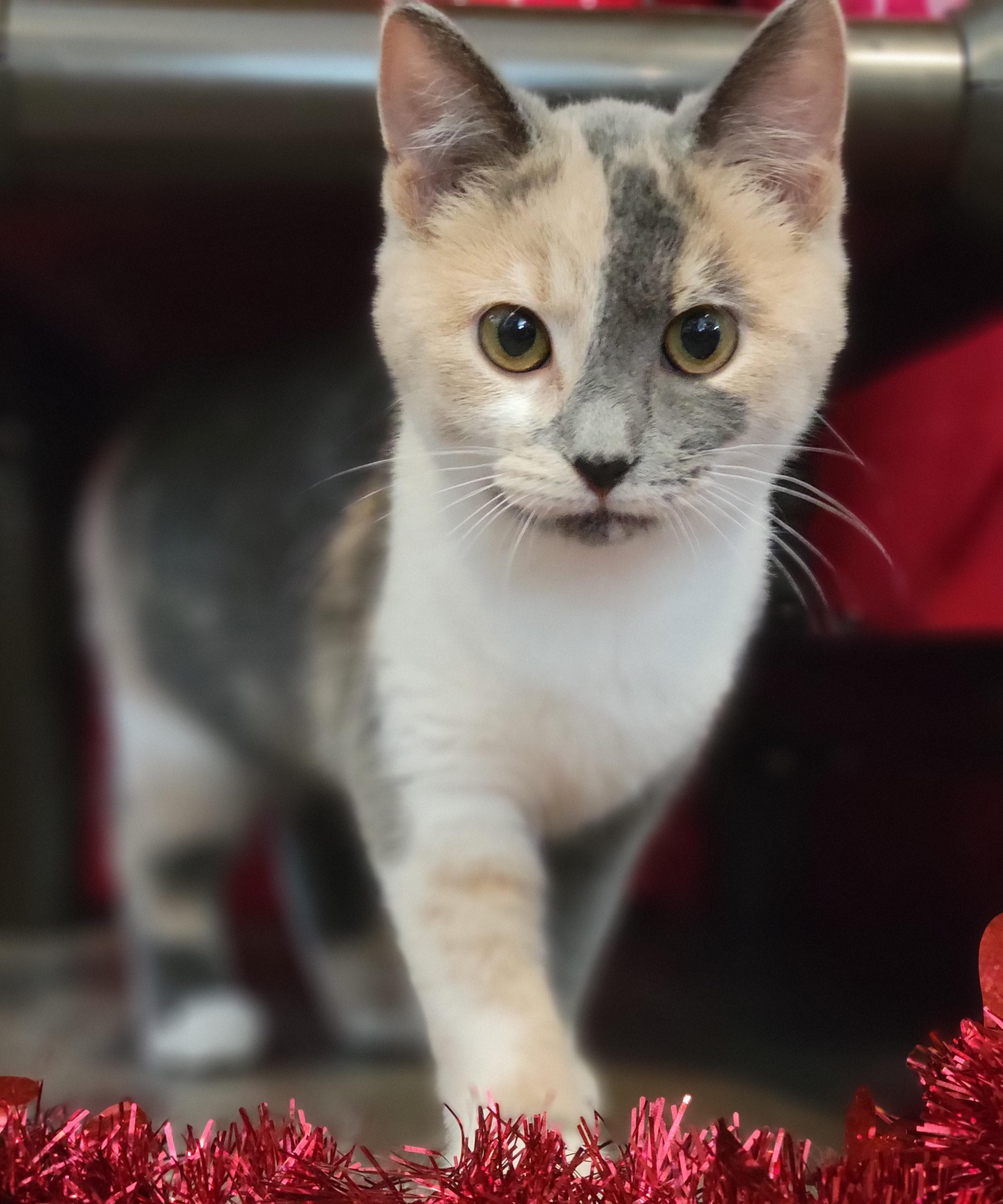 Harry and Sally - Bonded Pair, an adopted Domestic Short Hair in Swartz Creek, MI image 6/6