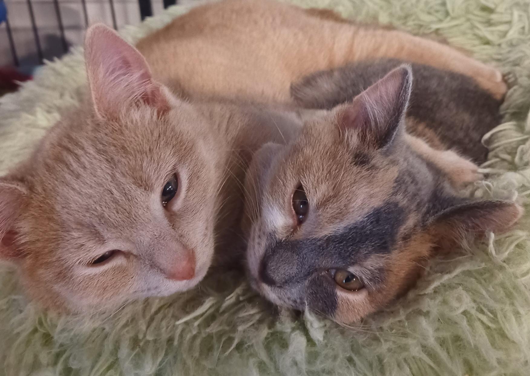Harry and Sally - Bonded Pair, an adopted Domestic Short Hair in Swartz Creek, MI image 4/6