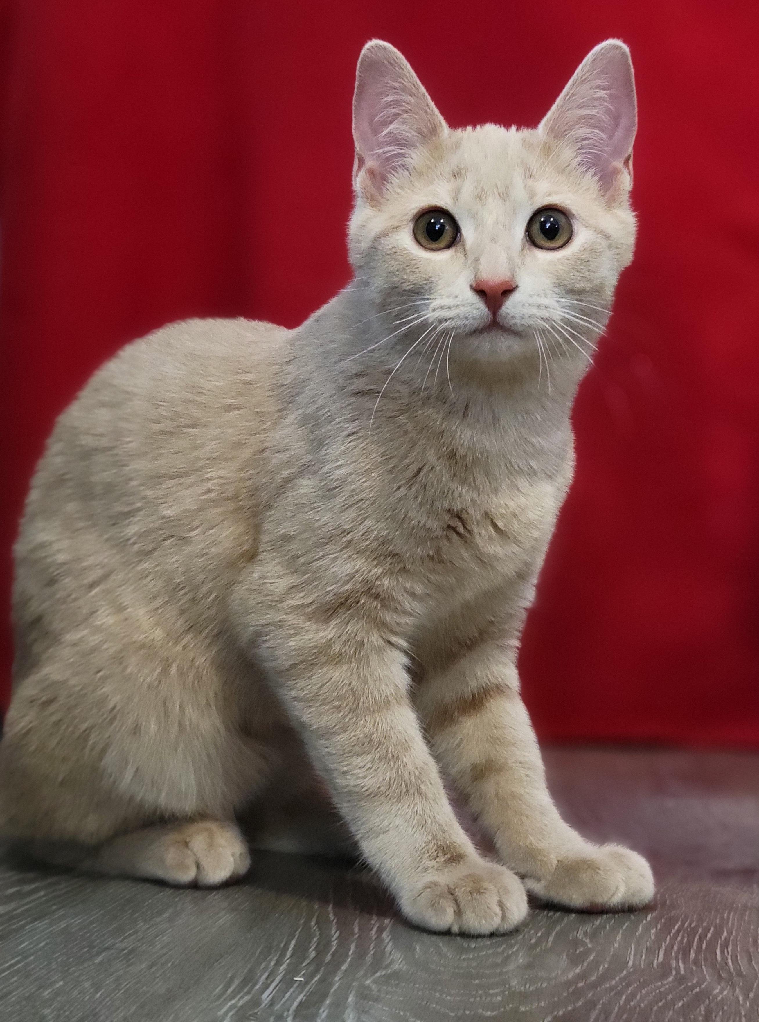 Harry and Sally - Bonded Pair, an adopted Domestic Short Hair in Swartz Creek, MI image 2/6