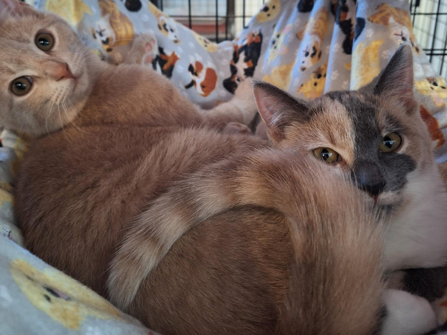 Harry and Sally - Bonded Pair, an adopted Domestic Short Hair in Swartz Creek, MI image 1/6