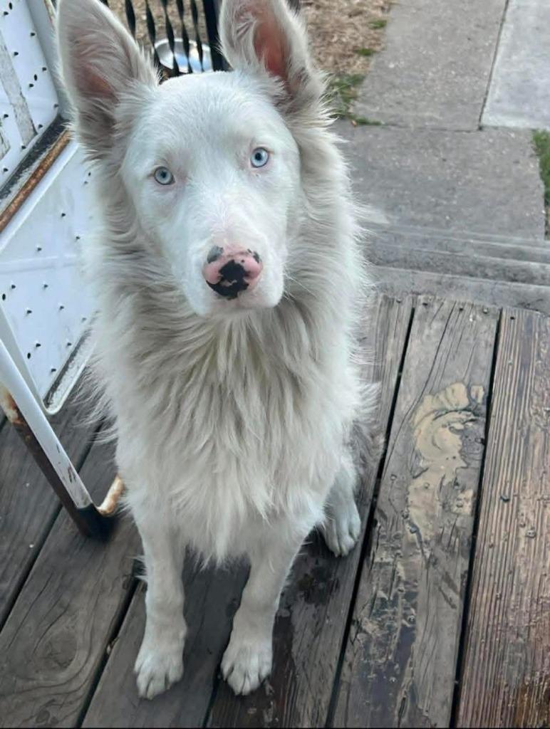 Enlarge Cody, a Adopted Australian Shepherd in Warren, MI image 1/2
