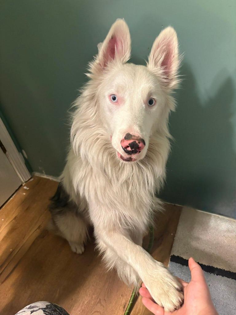 Enlarge Cody, a Adopted Australian Shepherd in Warren, MI image 2/2