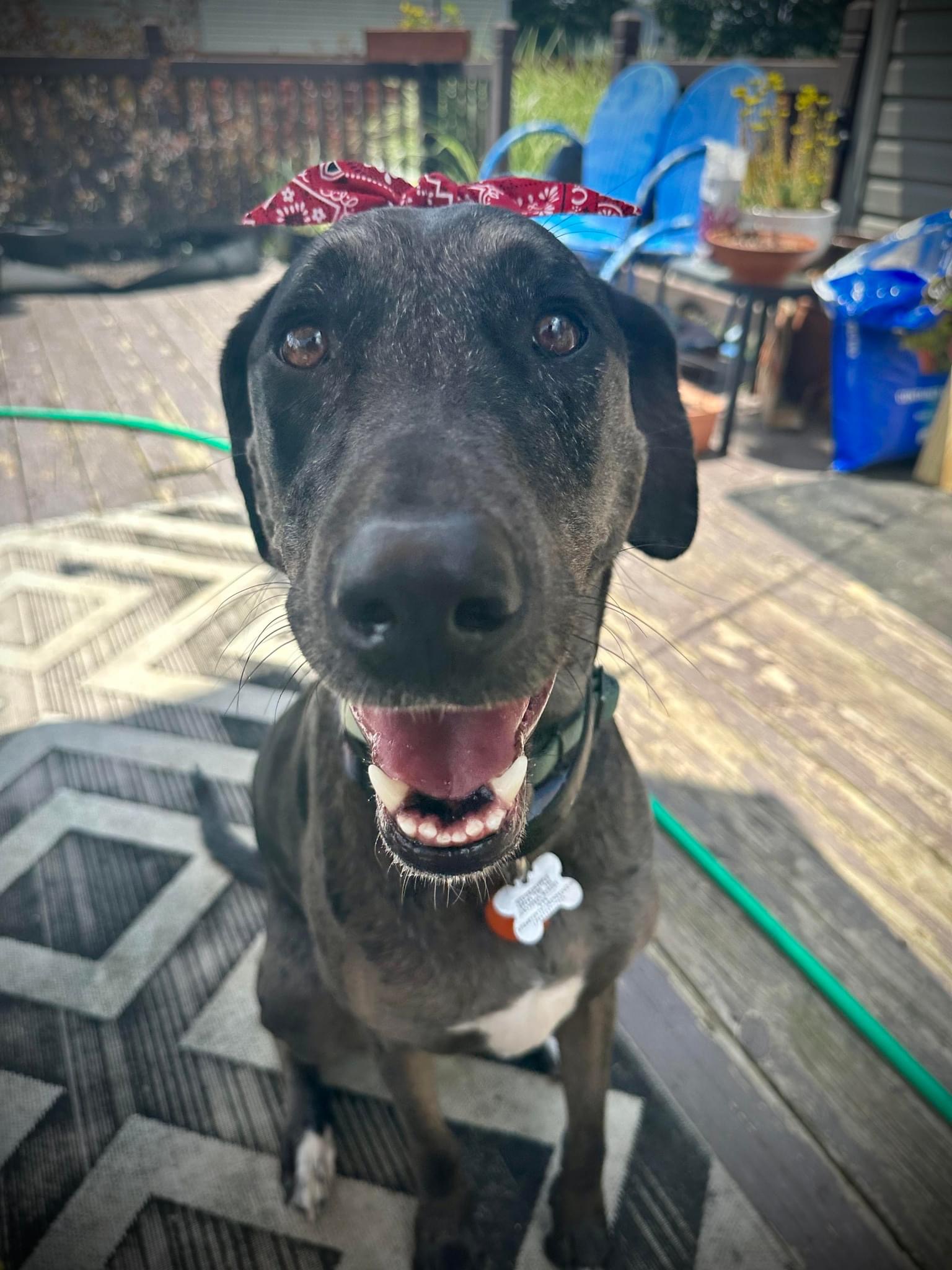 Aquarius, a Adoptable Catahoula Leopard Dog in Grove City, OH image 2/4