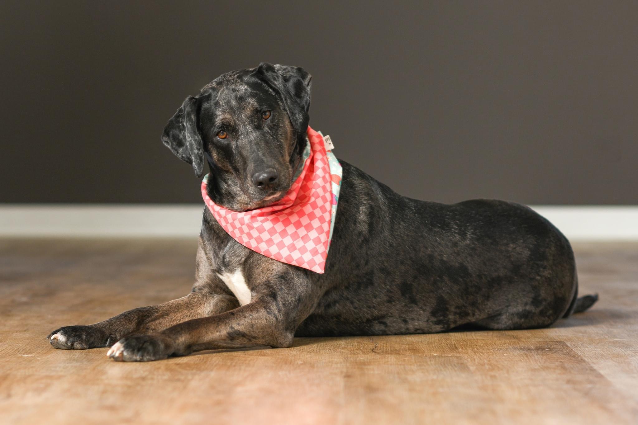Aquarius, Adoptable, Adult Female Catahoula Leopard Dog.