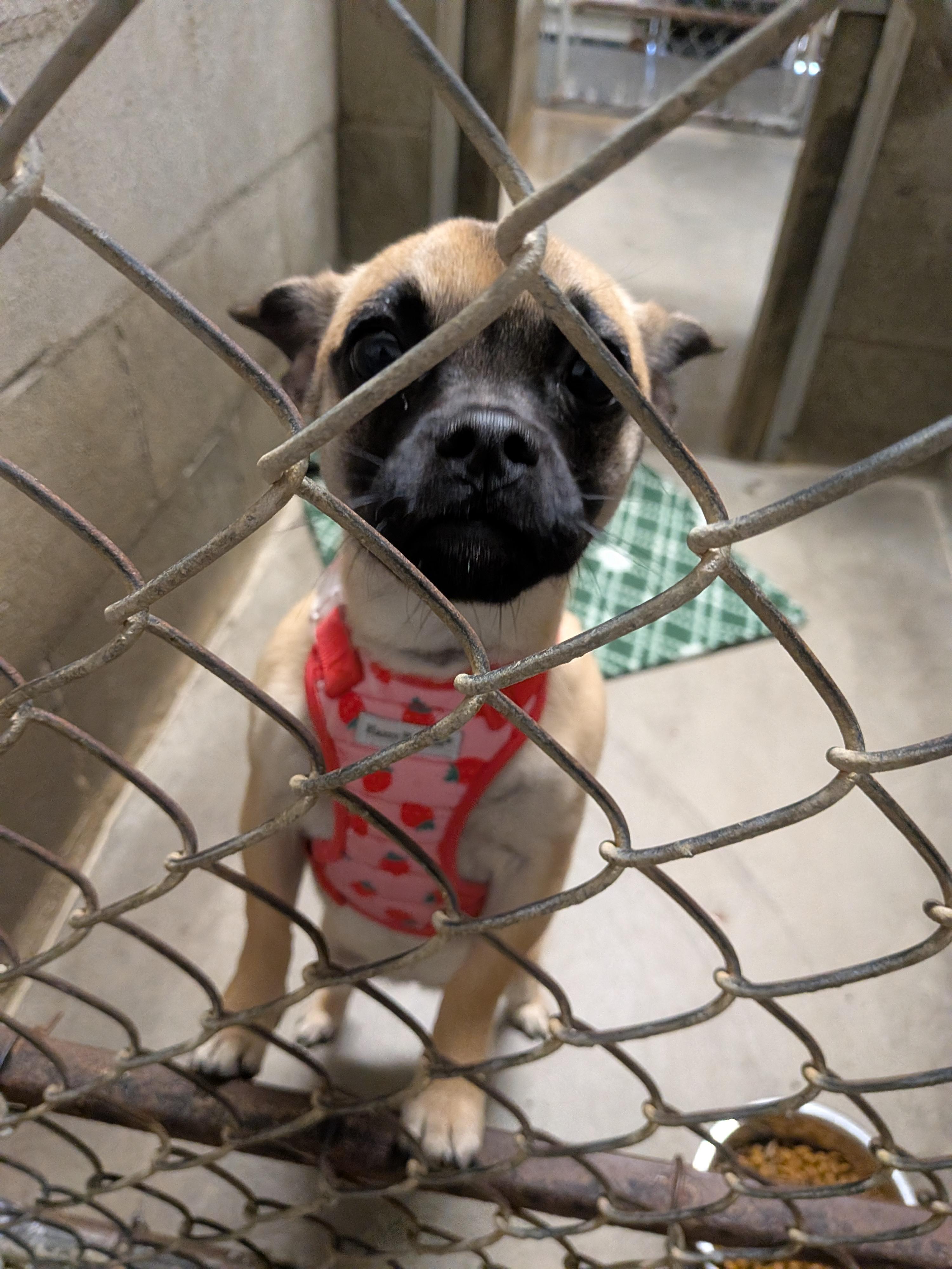 Cece, adopted, Young Female Pug & Chihuahua.