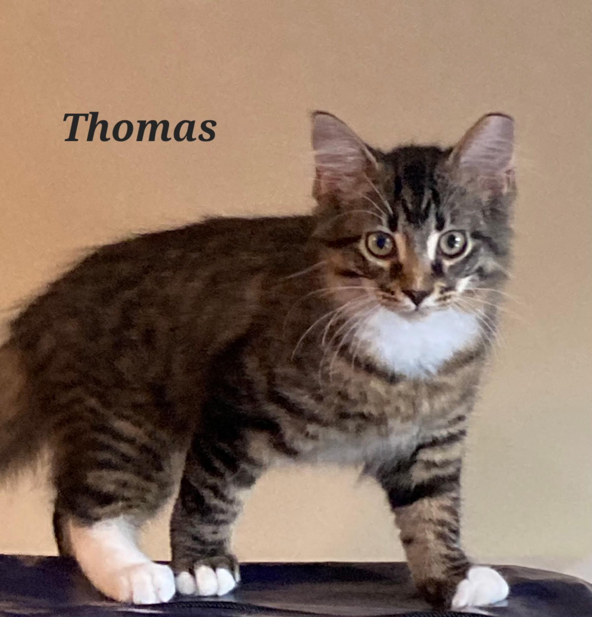 Enlarge Thomas, a Adoptable Tabby in Wheeling, IL image 1/1