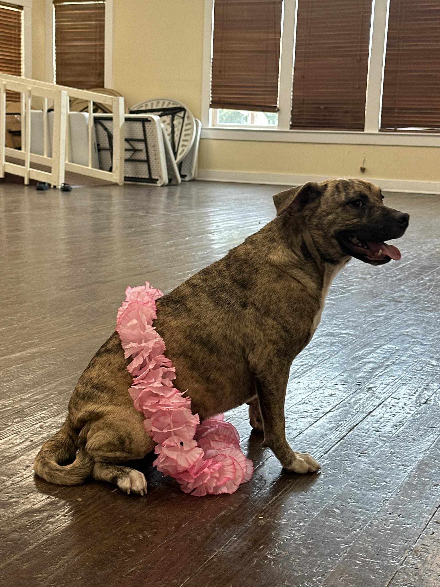 Reggie, a Adoptable Mastiff in Philadelphia, PA image 4/4