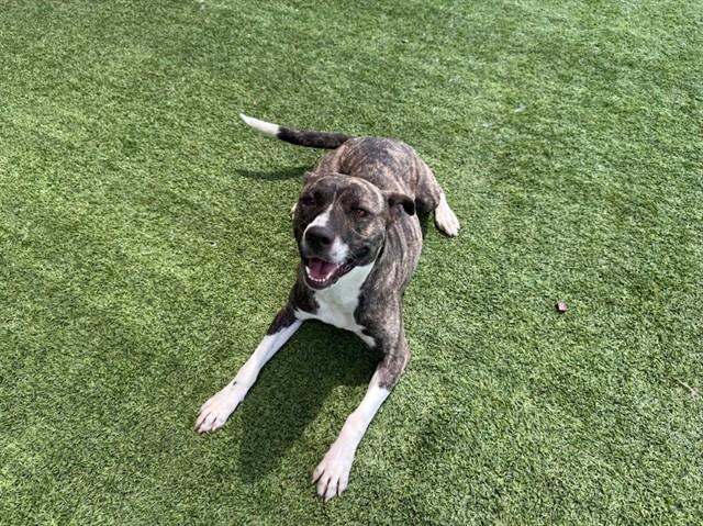LUCKY, Adoptable, Adult Female Dutch Shepherd & Mixed Breed.