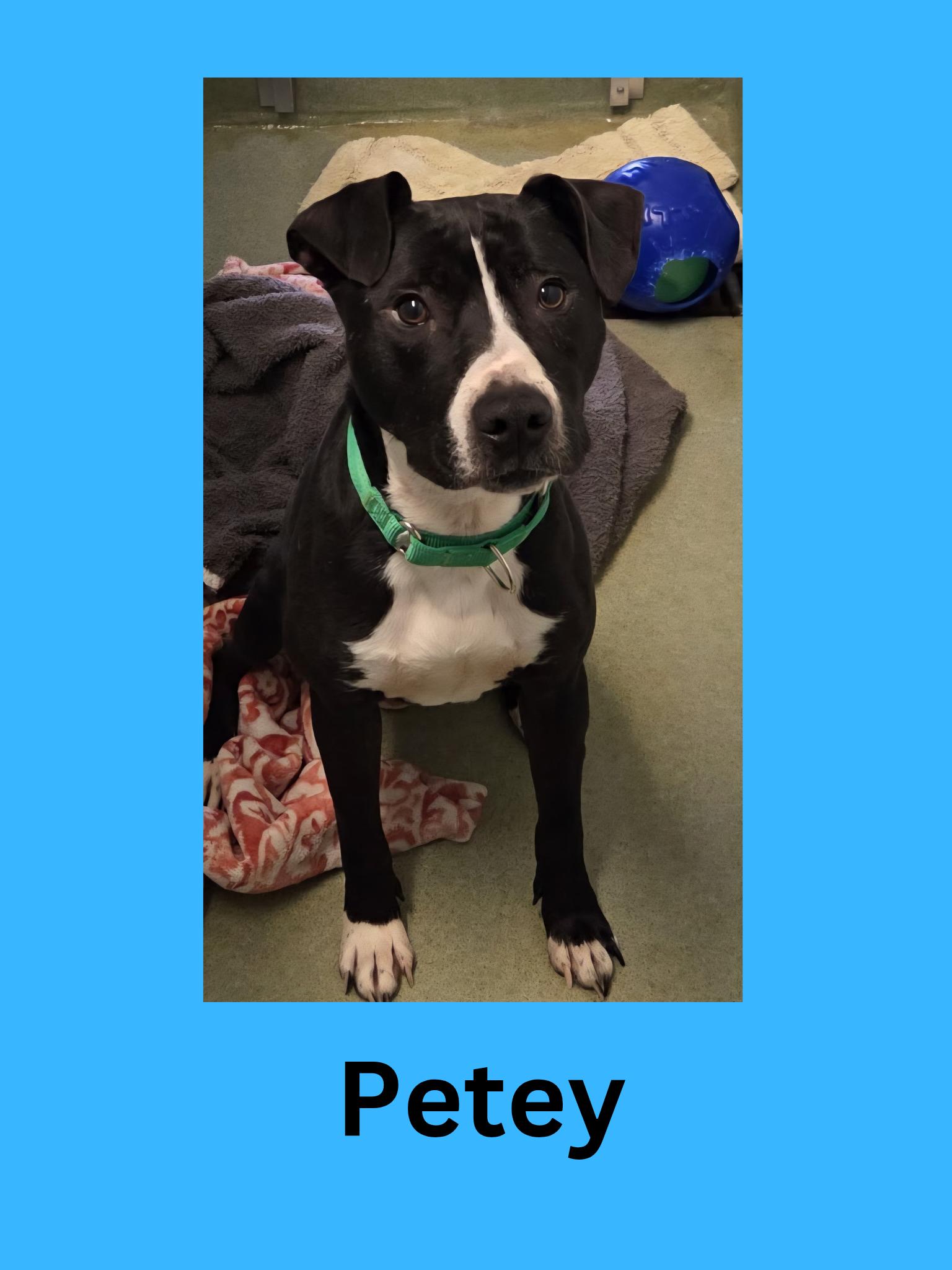 Enlarge Petey, an adopted Mixed Breed in Ravenna, OH image 1/1