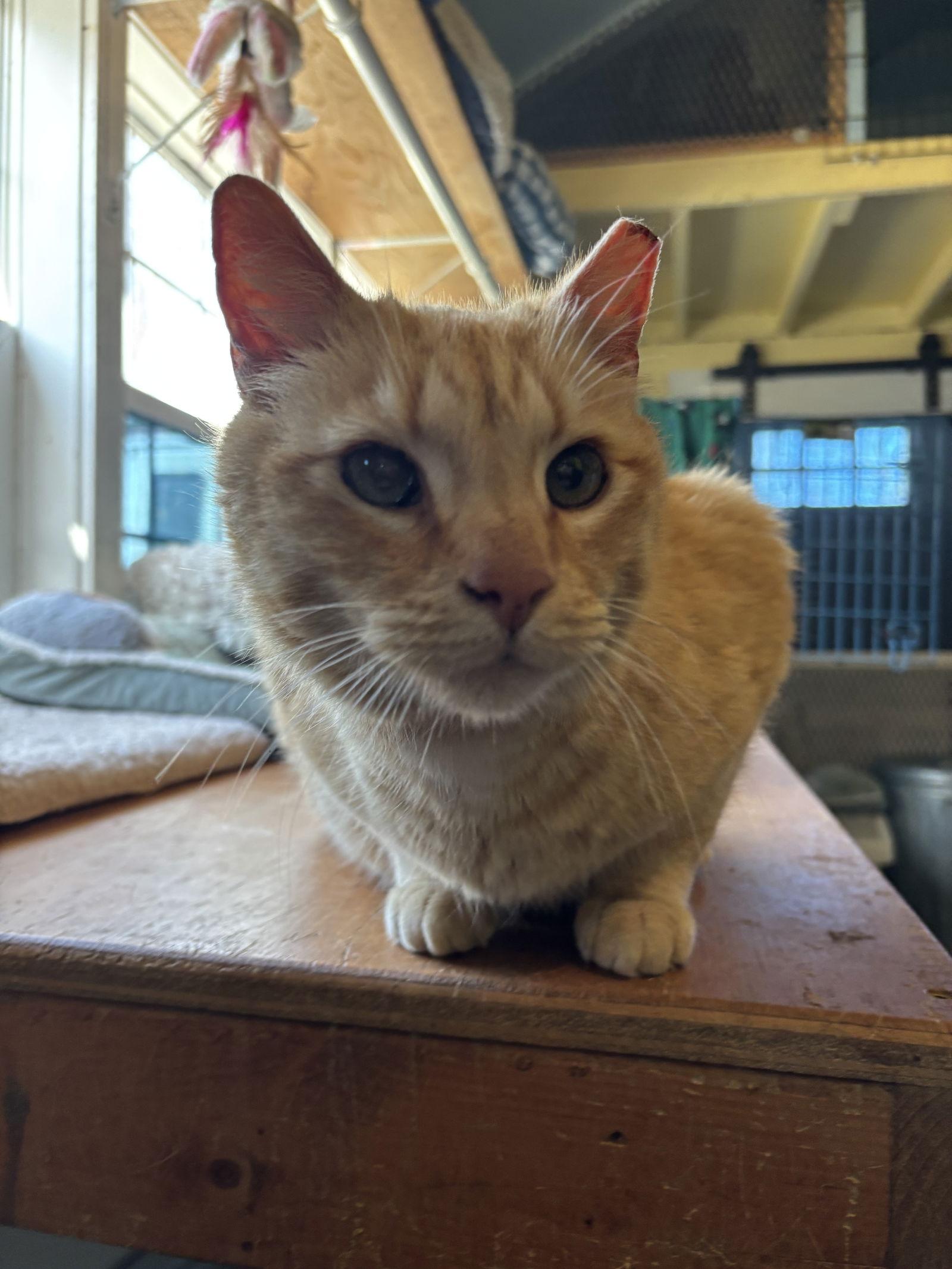 Cheddar, Adoptable, Adult Male Domestic Short Hair & Tabby.