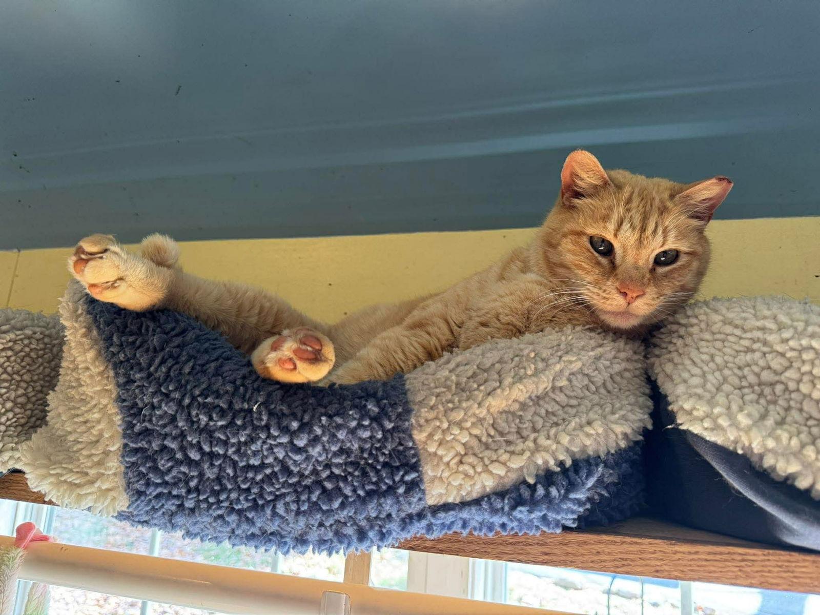 Enlarge Cheddar, a Adoptable mixed breed in Ranson, WV image 3/3