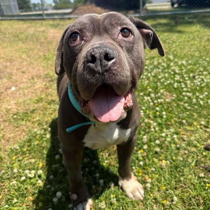 Virgil, ADOPTABLE, Adult Male Mastiff & Terrier.