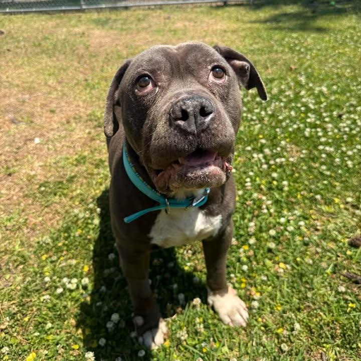 Enlarge Virgil, a ADOPTABLE mixed breed in Wilmington, NC image 4/4