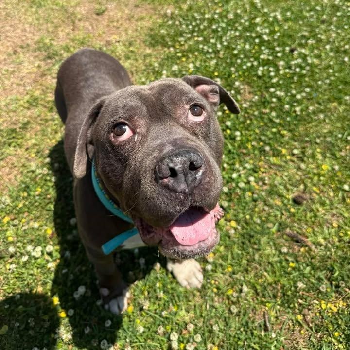Enlarge Virgil, a ADOPTABLE mixed breed in Wilmington, NC image 3/4
