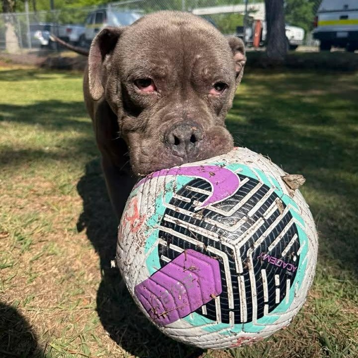 Enlarge Virgil, a ADOPTABLE mixed breed in Wilmington, NC image 2/4
