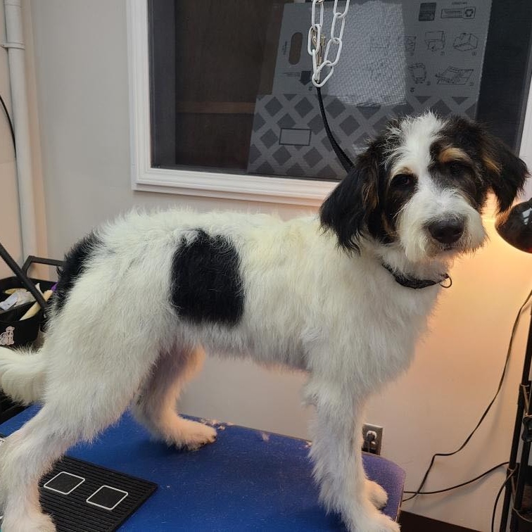 Enlarge Tilly, a Adopted Terrier in Gainesboro, TN image 1/2