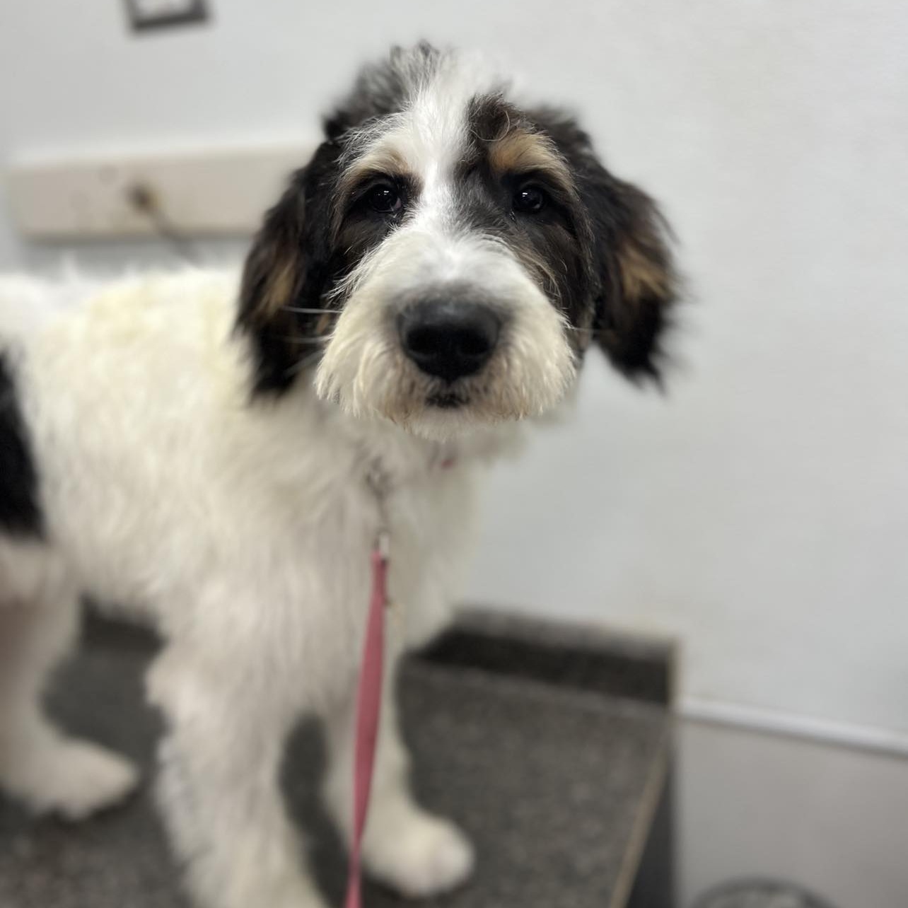 Enlarge Tilly, a Adopted Terrier in Gainesboro, TN image 2/2