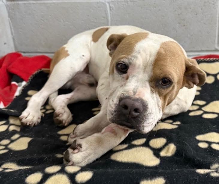 Garrett, ADOPTABLE, Adult Male Mixed Breed.