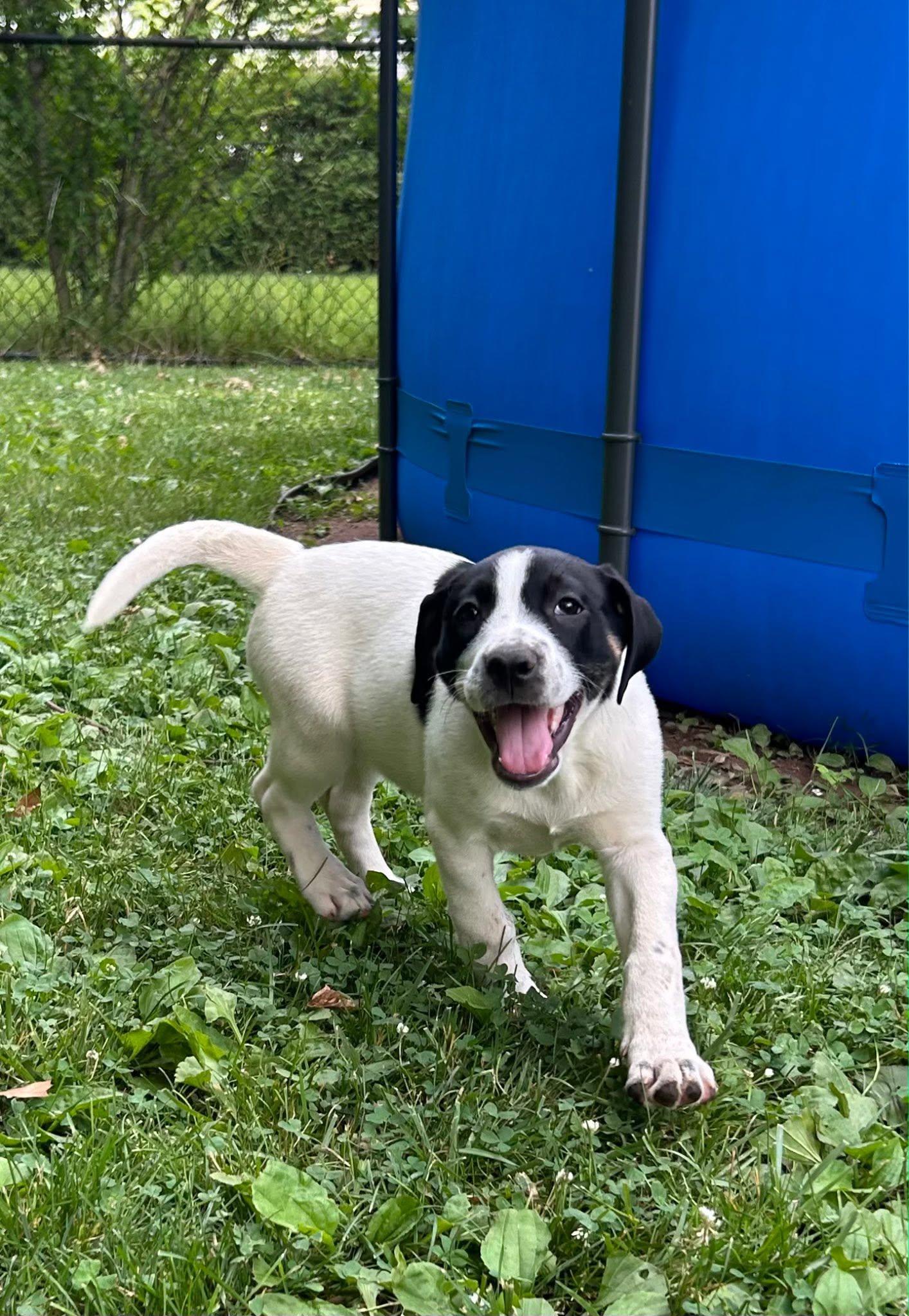 Enlarge Wellsy, a ADOPTABLE mixed breed in Riverdale, NJ image 2/6