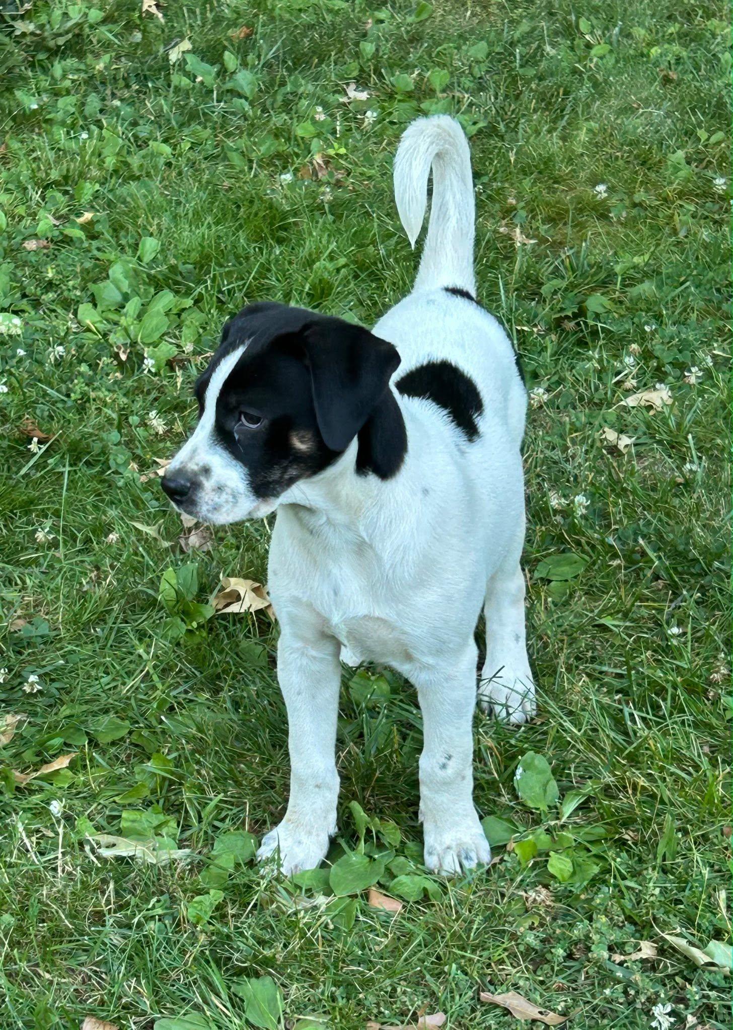 Enlarge Wellsy, a ADOPTABLE mixed breed in Riverdale, NJ image 5/6