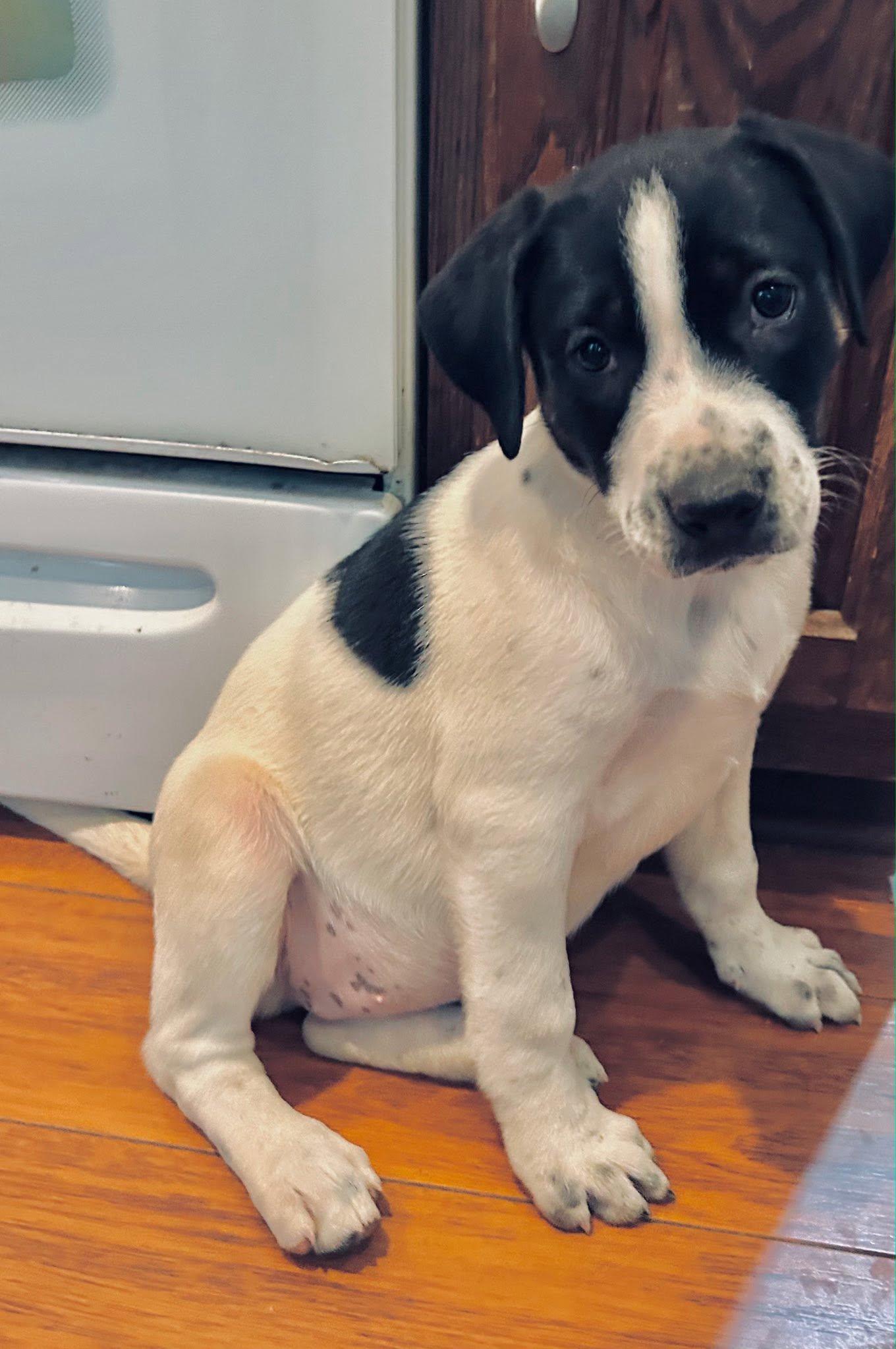 Enlarge Wellsy, a ADOPTABLE mixed breed in Riverdale, NJ image 6/6