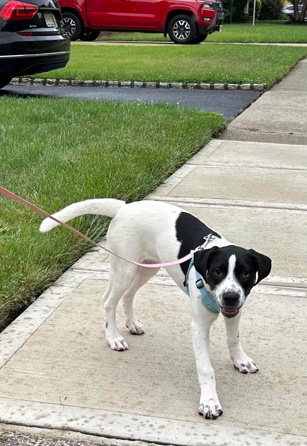 Wellsy, a ADOPTABLE mixed breed in Riverdale, NJ image 4/6