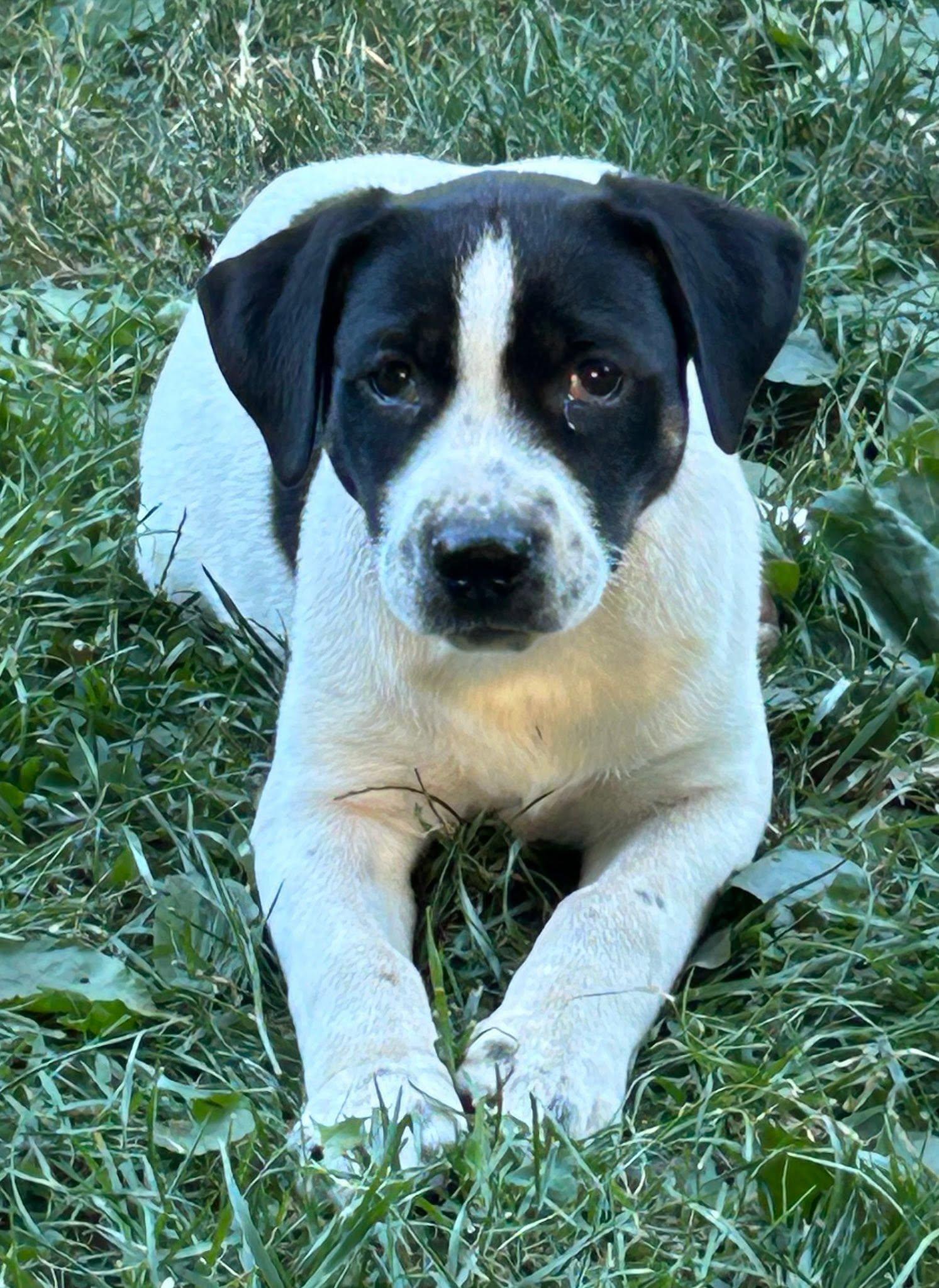 Enlarge Wellsy, a ADOPTABLE mixed breed in Riverdale, NJ image 1/6