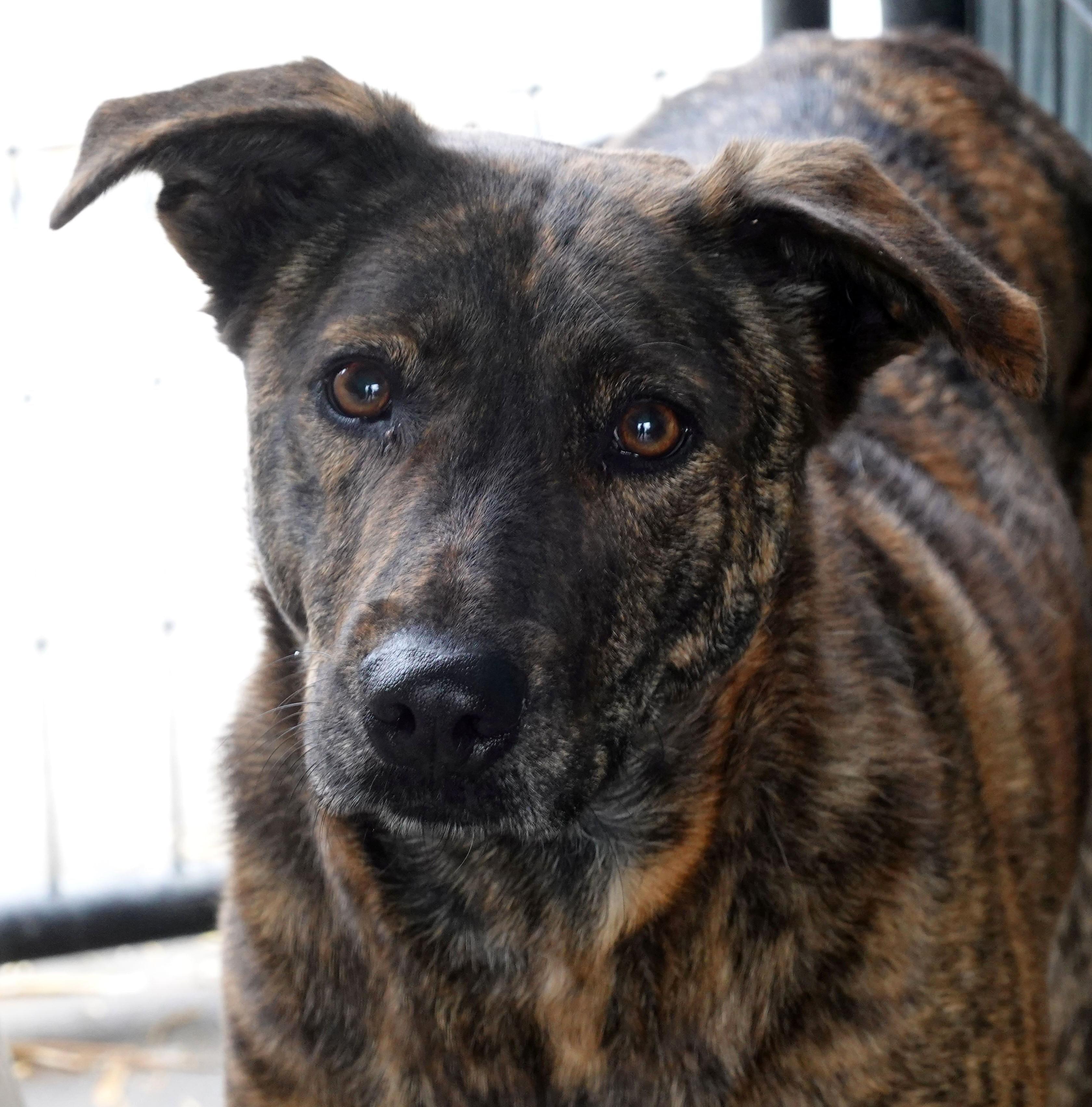 Princess, Adoptable, Adult Female Mixed Breed & Dutch Shepherd.