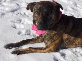 Enlarge Princess, a Adoptable mixed breed in Anaconda, MT image 3/6