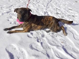 Enlarge Princess, a Adoptable mixed breed in Anaconda, MT image 5/6
