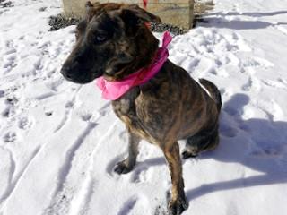 Enlarge Princess, a Adoptable mixed breed in Anaconda, MT image 6/6