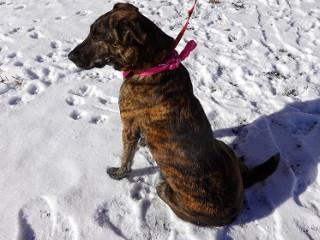 Enlarge Princess, a Adoptable mixed breed in Anaconda, MT image 4/6