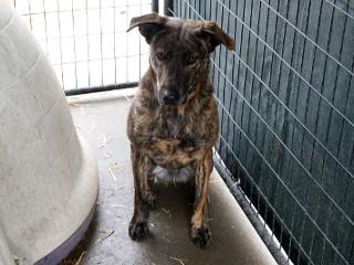 Enlarge Princess, a Adoptable mixed breed in Anaconda, MT image 2/6