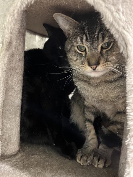 Lambada, Adoptable, Young Male Domestic Short Hair.