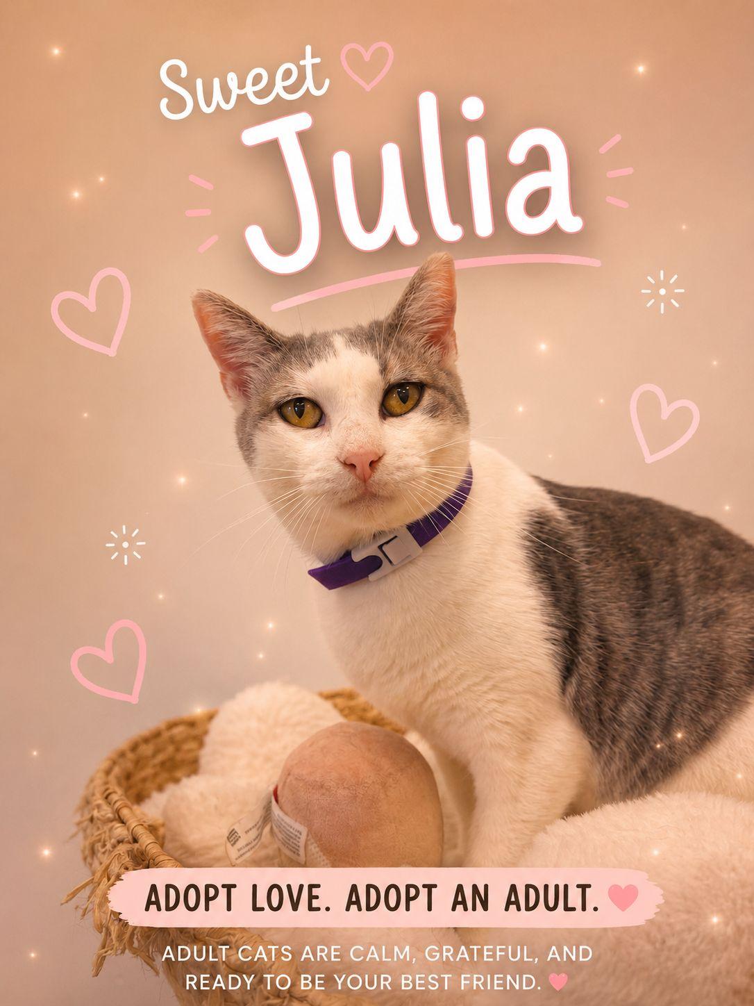 Julia, Adoptable, Adult Female Domestic Short Hair.